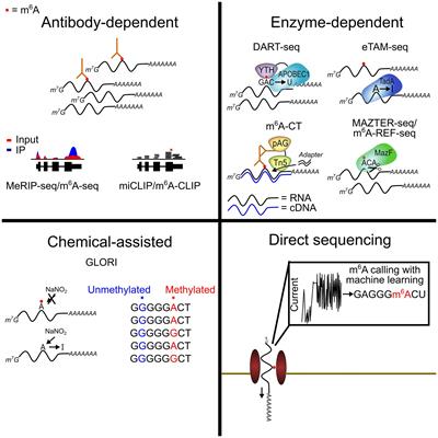 Studying m6A in the brain: a perspective on current methods, challenges, and future directions